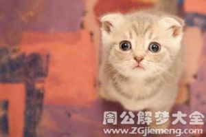 梦见猫的寓意 梦见猫是好事还是坏事