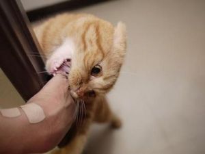 梦见被猫咬的现实寓意 女人梦见被猫咬