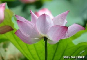 进入11月份，4属相运势大幅提升，喜迎桃花，爱情甜蜜，生活美满