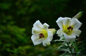 10月中旬，桃花降临，这四个生肖将陷入爱情，享受甜蜜感觉