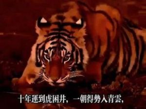 生肖虎、蛇、猴明日运势：10月11日，周五，好运眷顾，喜迎大运