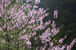 正宗桃花与野生桃花