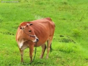 10月13日生肖鼠、生肖牛、生肖虎、生肖兔今日生肖运势提前天天看