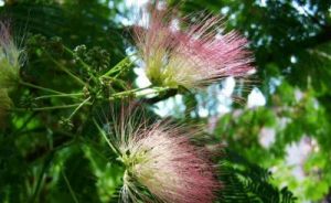 下半年四大生肖桃花旺 相约爱情甜蜜