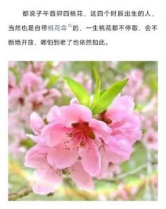 10月5日至11月5日，情感复苏，桃花满开，幸福如潮，爱意四溢的四个生肖