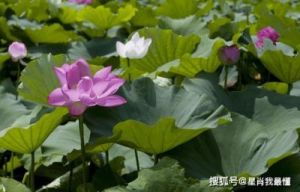 进入11月，桃花旺盛，4生肖爱情甜蜜，生活蒸蒸日上，家庭美满