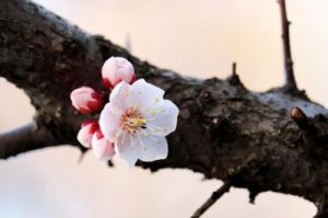 本周桃花飘满天空，四大生肖将邂逅浪漫爱情！