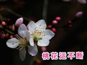 本周起，桃花运势看涨！四大生肖即将迎来甜蜜爱情。