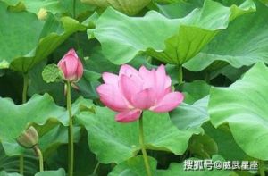 11月中旬，幸运星庇护，四属相桃花旺盛，爱情如蜜，生活更美好