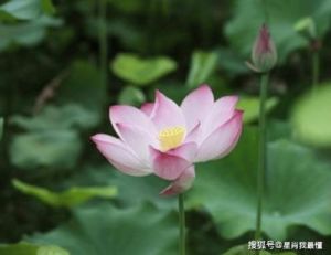 11月中旬，幸福来临，四生肖桃花旺盛，爱情甜蜜，生活顺风顺水