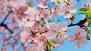 从冬天开始，桃花盛开，爱情滋润四大生肖