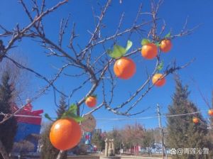 11月来临，喜事频繁，福气满满，事业腾飞，生活如意的四个生肖