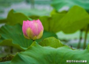 12月上旬，桃花盛放，4生肖情缘甜蜜，生活幸福美满，前景一片光明