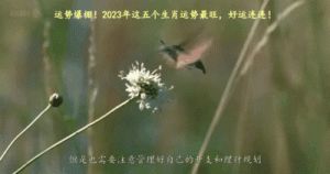 2025年这四个生肖将迎来事业爆发，把握运势和爱情最佳时机