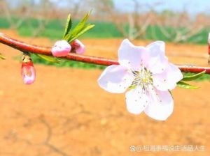 生活更美好，爱情甜蜜，桃花旺盛的四个星座，幸运连连在四月中旬！