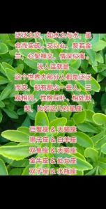 金牛座与巨蟹座：土与水的融合，如何实现感情与稳定的完美结合？