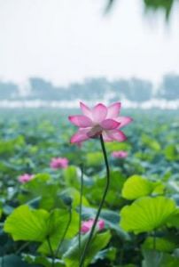 日子美好，生活如意，桃花盛放，4生肖幸福爱情