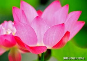 2025年桃花运旺，爱情开花的4生肖，坚定追求幸福