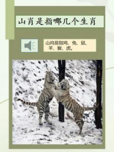 鸡、狗、猪：三大生肖的友谊与合作，谁能为你带来更多好运？