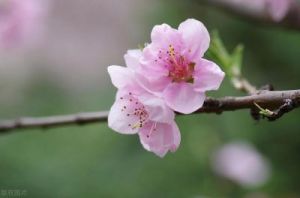 12月下旬，4生肖幸运之事连连，桃花烂漫，爱情甜蜜，家庭温馨和谐