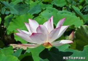 三大属相昌盛桃花，家庭幸福美满16天！