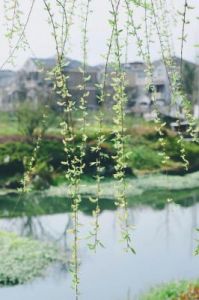 心动缘定，四生肖爱情宿命，桃花初开春满园