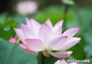 盛世桃花：4大属相迎接爱情巅峰，生活恰似鱼水相依！