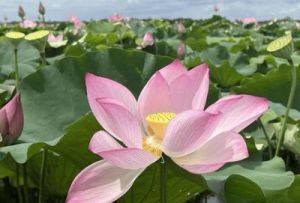 生活幸福甜蜜，爱情美满，自然来喜事，桃花朵朵开，属相四个上旬