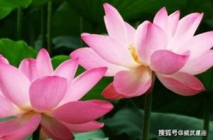 爱情甜蜜，四属相桃花旺盛，生活无忧，福星高照直至3月底！