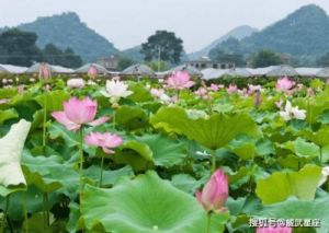 生活顺风顺水，家庭幸福美满，爱情甜蜜如蜜，桃花运旺相得益彰