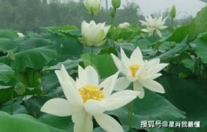 《桃花盛开，喜事连连，4属相的爱情甜蜜，紫气东来》