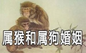 生肖猪女与生肖狗男的配对关系解析：谁更吃亏？