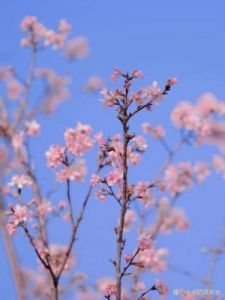 三大星座爱情焕发，桃花盛开迎新年！