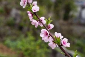 遇贵人和恋情，三个生肖桃花盛开，幸福生活随之而来