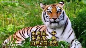 10月15日生肖鼠、牛、虎、兔今日运势提前解析