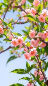 春意盎然，浪漫之旅启航，三大星座迎来桃花盛开，甜蜜爱恋即将降临！